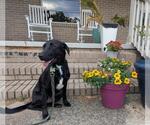 Small #1 Labrador Retriever Mix