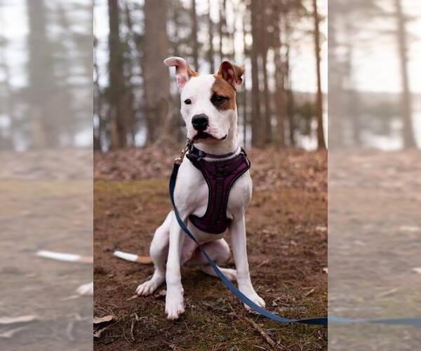 Medium Photo #2 American Pit Bull Terrier Puppy For Sale in Charlotte, NC, USA