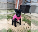 Small Photo #3 Labrador Retriever-Unknown Mix Puppy For Sale in Katy, TX, USA