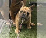 Small #5 French Bulldog