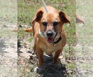 Doxle Dogs for adoption in Bandera, TX, USA