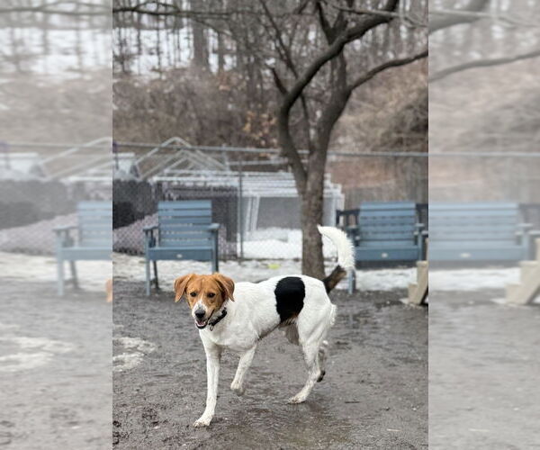 Medium Photo #4 Mutt Puppy For Sale in Elmsford, NY, USA