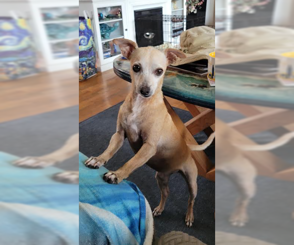 Medium Photo #1 Chiweenie Puppy For Sale in San Diego, CA, USA