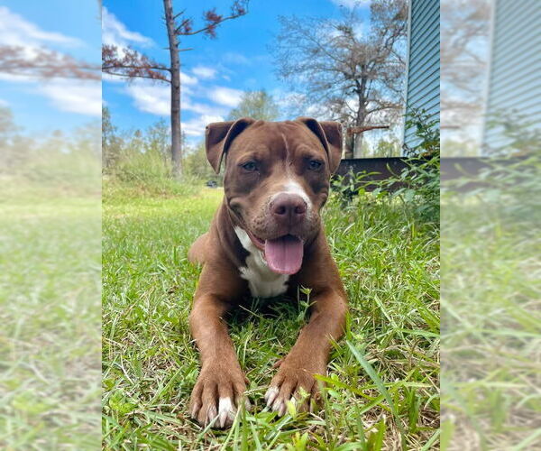 Medium Photo #4 Mutt Puppy For Sale in Decatur, GA, USA