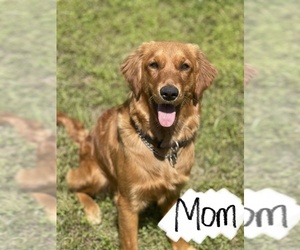 Mother of the Golden Retriever puppies born on 06/16/2022