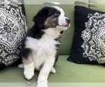 Small Photo #52 Miniature Australian Shepherd Puppy For Sale in LA CANADA FLINTRIDGE, CA, USA