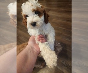 Golden Cavadoodle Puppy for Sale in SAN TAN VALLEY, Arizona USA
