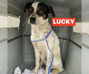 Pointer-Unknown Mix Dogs for adoption in Foristell, MO, USA