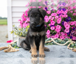 Small #1 German Shepherd Dog