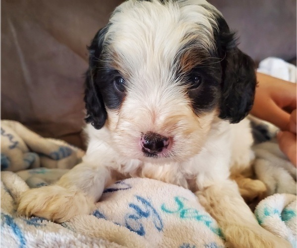 Medium Photo #28 Bernedoodle (Miniature) Puppy For Sale in LEETONIA, OH, USA