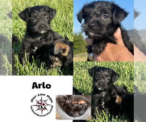 Chihuahua-Unknown Mix Dogs for adoption in Princeton, British Columbia, Canada