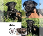 Small Chihuahua Mix