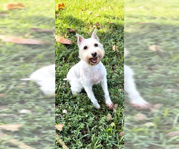 Medium Photo #2 Mutt Puppy For Sale in Weston, FL, USA