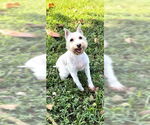 Small #1 Mutt