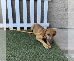 Doberman Pinscher-Unknown Mix Dogs for adoption in Modesto, CA, USA