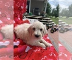 Small Photo #4 Goldendoodle Puppy For Sale in OCONTO, WI, USA
