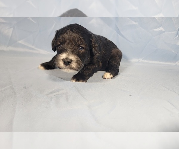 Medium Photo #1 Bernedoodle (Miniature) Puppy For Sale in PEYTON, CO, USA