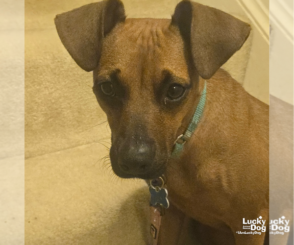 Medium Photo #5 Miniature Pinscher-Unknown Mix Puppy For Sale in Washington, DC, USA