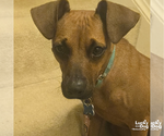 Small Photo #5 Miniature Pinscher-Unknown Mix Puppy For Sale in Washington, DC, USA