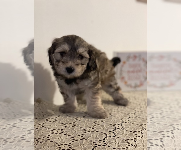 Medium Photo #1 Maltipoo Puppy For Sale in CLEVELAND, TN, USA