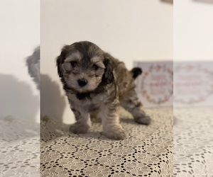 Maltipoo Puppy for sale in CLEVELAND, TN, USA