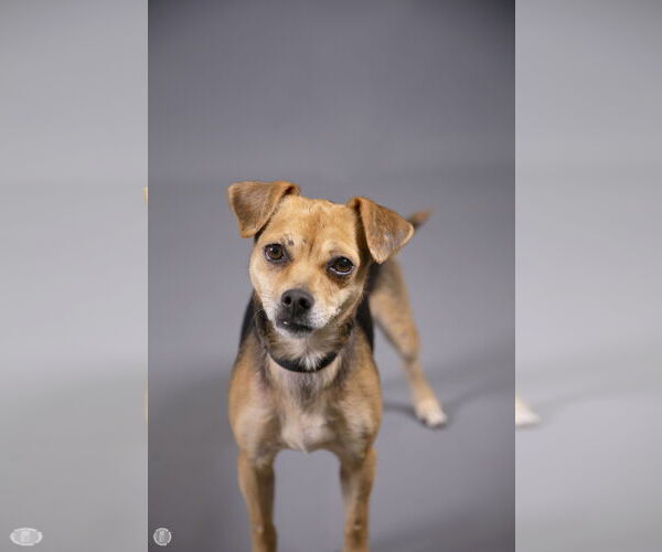 Medium Photo #5 Jack Chi Puppy For Sale in Princeton, MN, USA