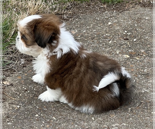 Medium Photo #3 Shih Tzu Puppy For Sale in SILEX, MO, USA