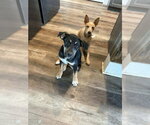 Small #1 German Shepherd Dog Mix