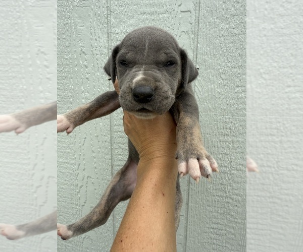 Medium Photo #1 Great Dane Puppy For Sale in HALLETTSVILLE, TX, USA