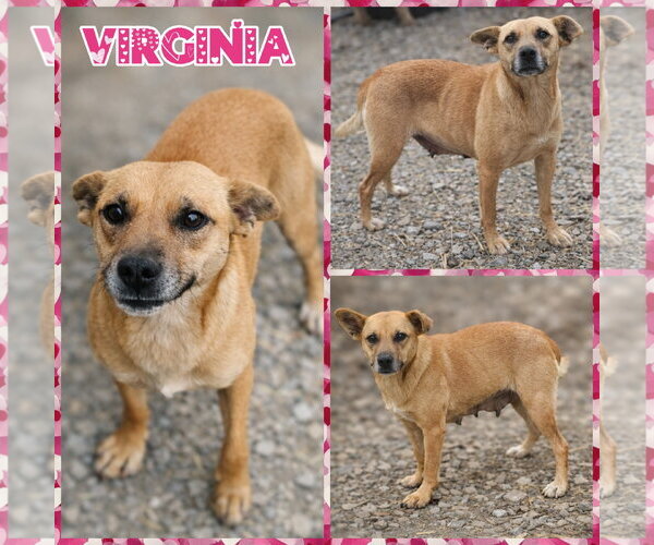 Medium Photo #3 Carolina Dog-Unknown Mix Puppy For Sale in Blacksburg, SC, USA