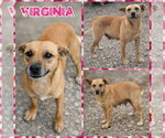 Small #2 Carolina Dog Mix