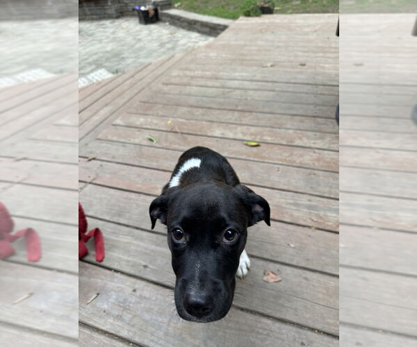 Medium Photo #2 American Pit Bull Terrier-Labrador Retriever Mix Puppy For Sale in Raleigh, NC, USA