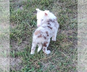 Border Collie Puppy for sale in WEST LIBERTY, KY, USA