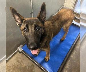 German Shepherd Dog-Unknown Mix Dogs for adoption in San Andreas, CA, USA