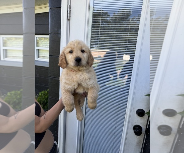 Medium Photo #10 Golden Retriever Puppy For Sale in CHAMPIONS GATE, FL, USA