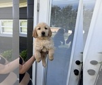 Small #2 Golden Retriever