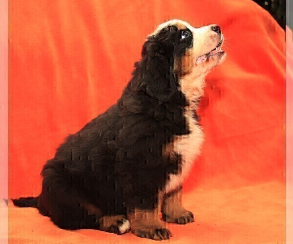 Medium Photo #4 Bernese Mountain Dog Puppy For Sale in Hatvan, Heves, Hungary