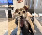 Zev - Male Mutt Dog for Adoption - Small photo