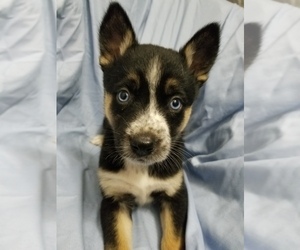 German Shepherd Dog-Siberian Husky Mix Puppy for sale in SYLVANIA, GA, USA