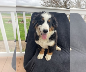 Bernedoodle (Miniature) Puppy for Sale in LANCASTER, Pennsylvania USA