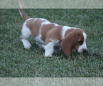 Small Photo #38 Basset Hound Puppy For Sale in MEMPHIS, MO, USA