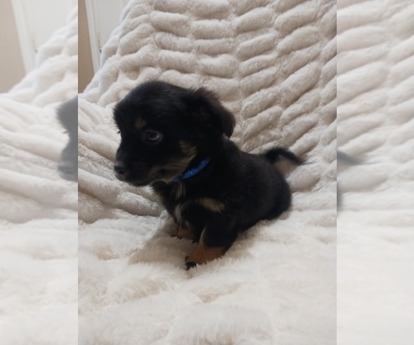 Medium Photo #3 Doxle-Poodle (Toy) Mix Puppy For Sale in HOUSTON, TX, USA