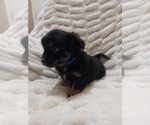 Small #2 Doxle-Poodle (Toy) Mix