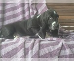 Puppy Violet Basset Hound
