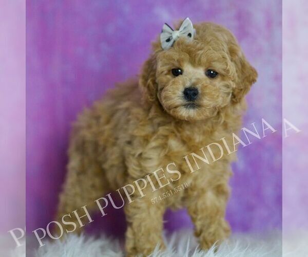 Medium Photo #82 Poodle (Miniature) Puppy For Sale in WARSAW, IN, USA