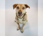 Small #1 Retriever  Mix