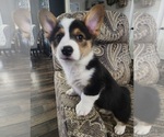 Puppy Puppy 5 Blue Pembroke Welsh Corgi