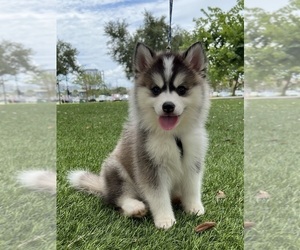 Pomsky Puppy for sale in HAINES CITY, FL, USA