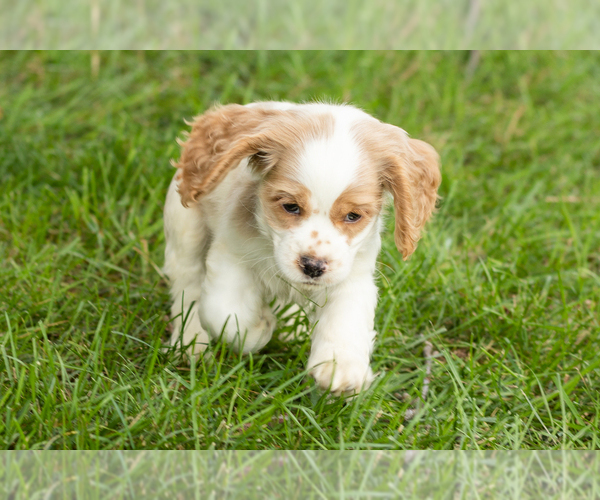 Medium Photo #16 Cocker Spaniel Puppy For Sale in NAPPANEE, IN, USA