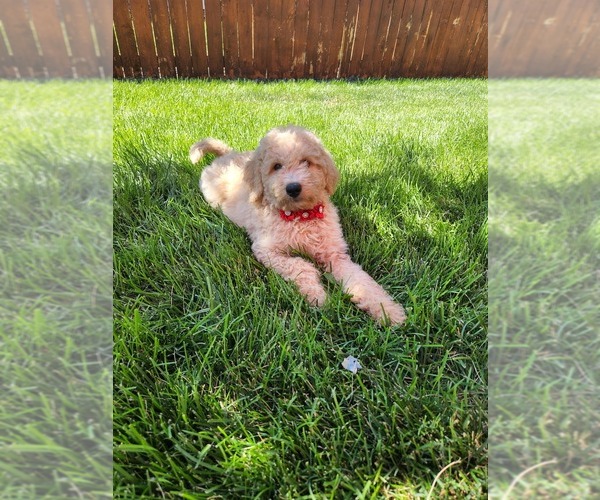 Medium Photo #1 Goldendoodle (Miniature) Puppy For Sale in GREELEY, CO, USA